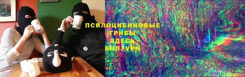 Галлюциногенные грибы Psilocybe  блэк спрут зеркало  Богородицк  цены наркотик 